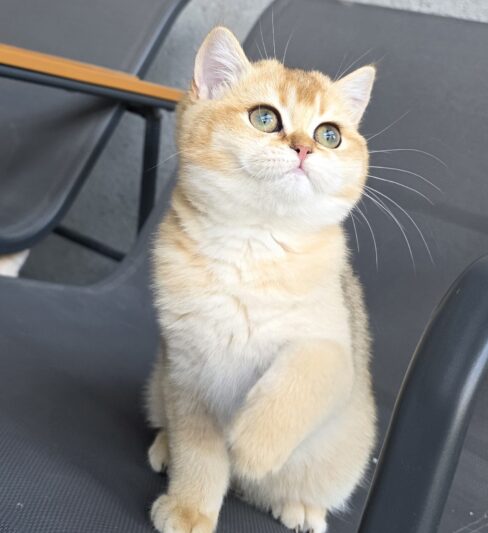 גורה בריטית