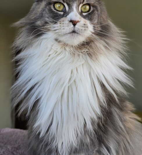 בית גידול מיין קון