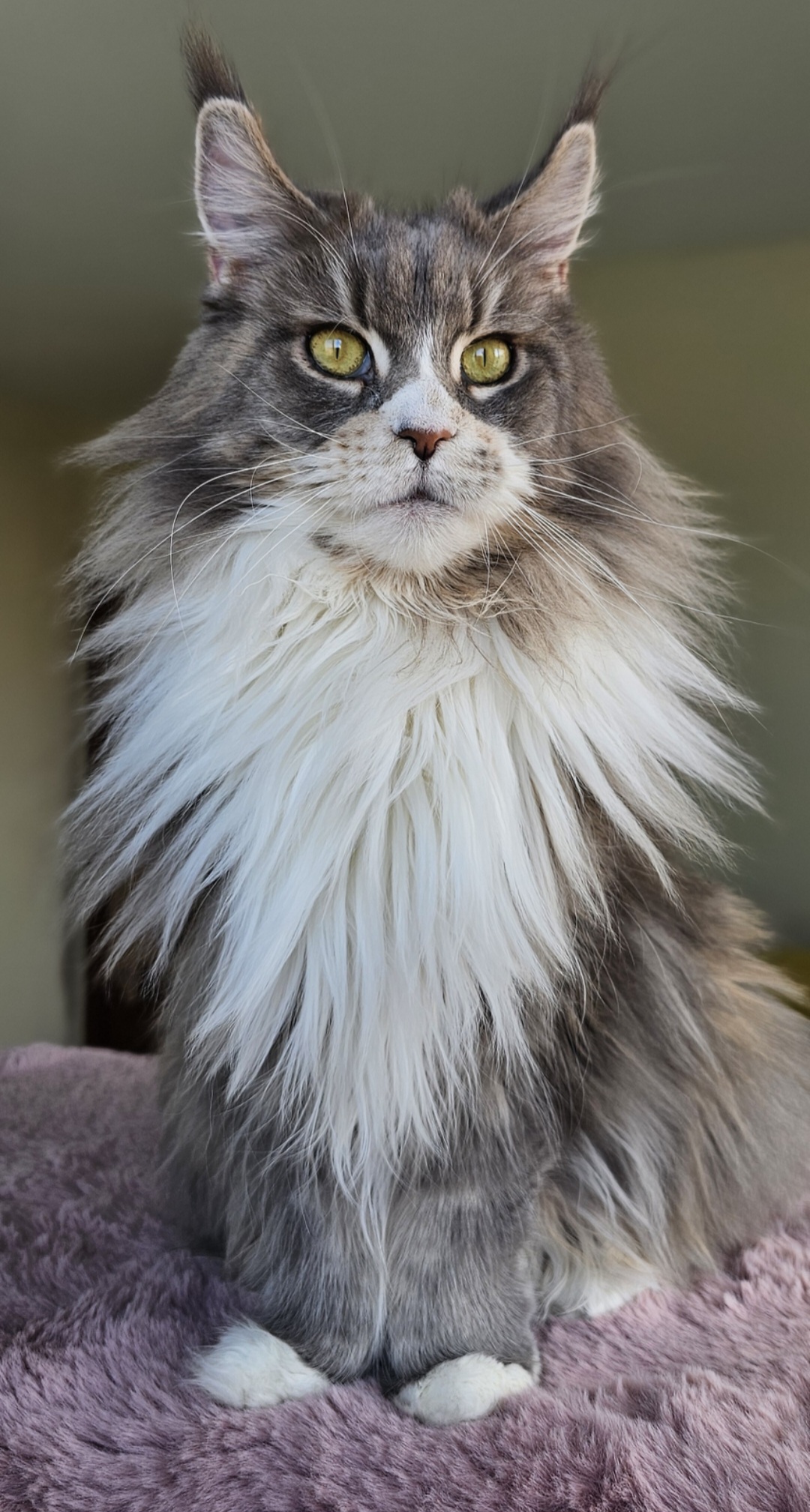 בית גידול מיין קון