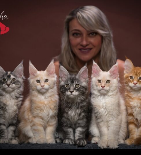 Bravalia cattery Maine coons