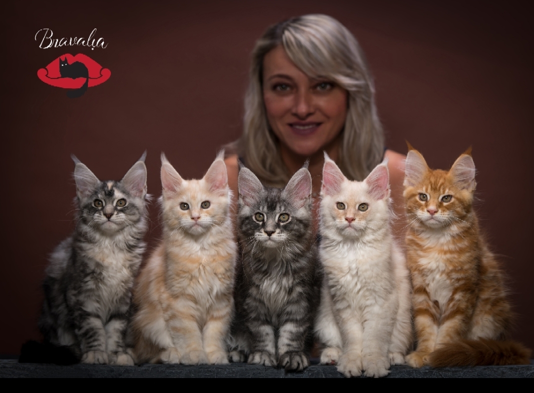 Bravalia cattery Maine coons