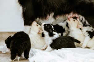 גורי בורדר קולי מתועדים ובריאים