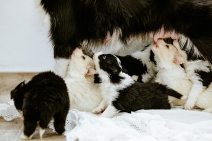 גורי בורדר קולי מתועדים ובריאים