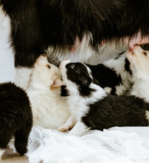 גורי בורדר קולי מתועדים ובריאים