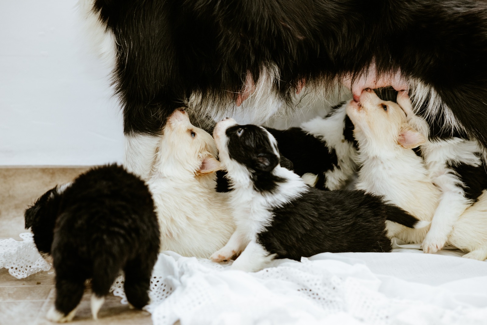 גורי בורדר קולי מתועדים ובריאים