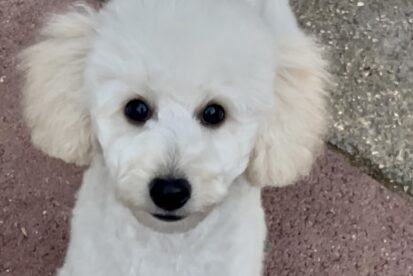 גור פודל טוי לבן זכר