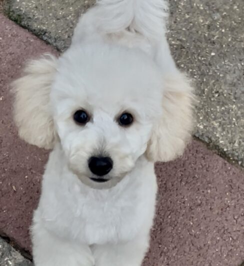 גור פודל טוי לבן זכר