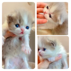 גור סקוטי מהמם