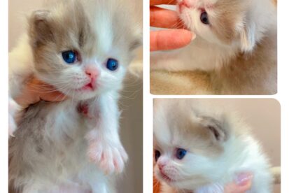 גור סקוטי מהמם