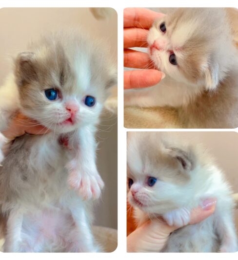 גור סקוטי מהמם