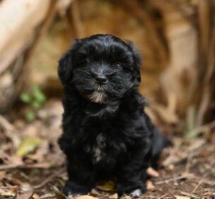 גור בישון הוואנז גזעי