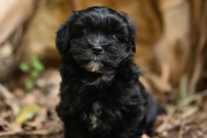 גור בישון הוואנז גזעי