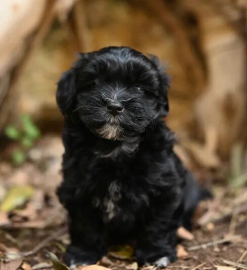גור בישון הוואנז גזעי