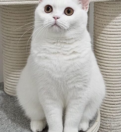 גורה בריטית גזעי קצר שיער בת 9 חודשים