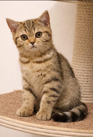 גורים בריטיים גזעיים קצרי שיער בני 4 חודשים