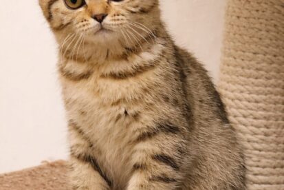 גורים בריטיים גזעיים קצרי שיער בני 4 חודשים