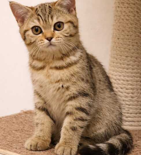 גורים בריטיים גזעיים קצרי שיער בני 4 חודשים