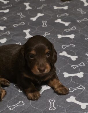 גורי דקל ארוך שיער בצבע שוקולד