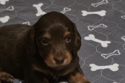 גורי דקל ארוך שיער בצבע שוקולד