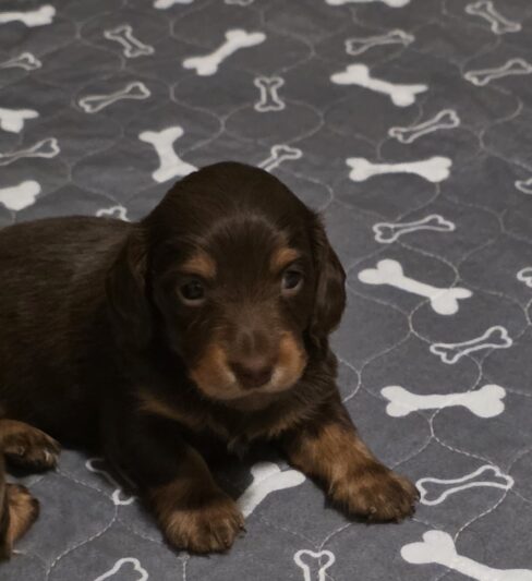 גורי דקל ארוך שיער בצבע שוקולד