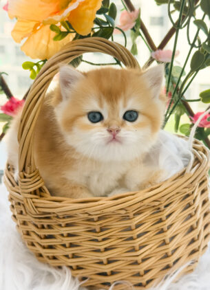 נקבה גולדן בריטית