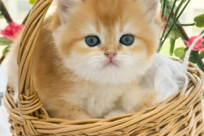 נקבה גולדן בריטית