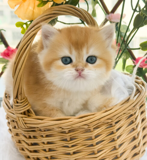 נקבה גולדן בריטית