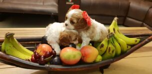 למכירה גורי קינג צארלס קבליר