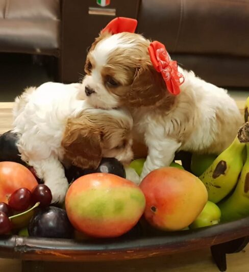 למכירה גורי קינג צארלס קבליר