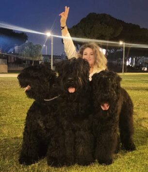 טרייר רוסי שחור