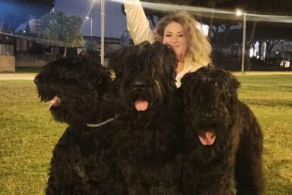 טרייר רוסי שחור