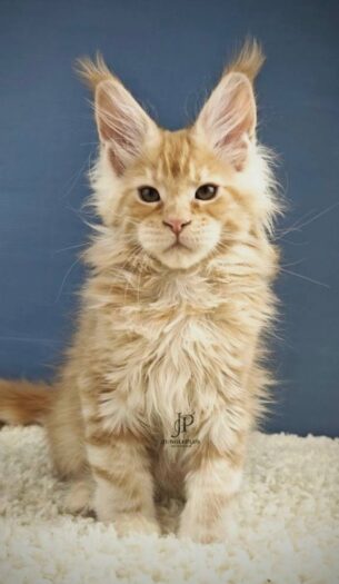 גורי מיין קון מ בית גידול Juangleplus