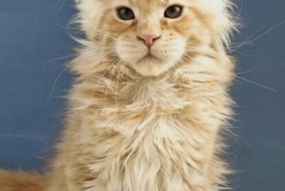 גורי מיין קון מ בית גידול Juangleplus