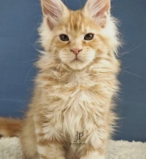 גורי מיין קון מ בית גידול Juangleplus