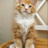 u3453-photo_2026-04-27_19-35-22-2