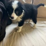 u3627-WhatsApp-Image-2026-04-05-at-11.53.15-2