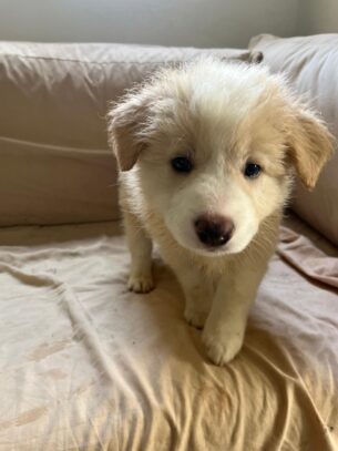 גורי בורדר קולי מתועדים ובריאים