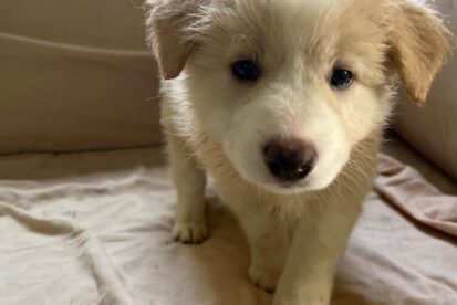 גורי בורדר קולי מתועדים ובריאים