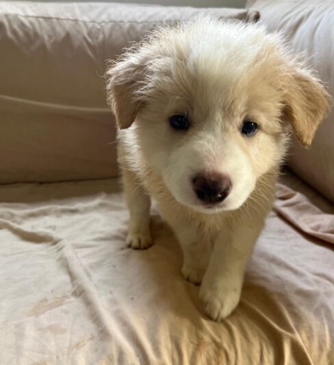 גורי בורדר קולי מתועדים ובריאים