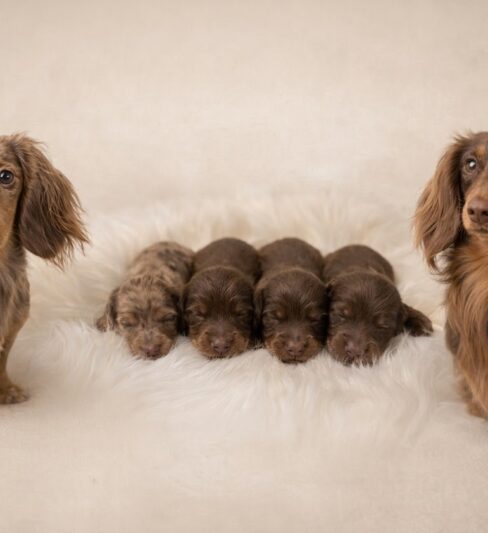 שגר מהמם של גורי דאקל (תחש) ארוך שיער