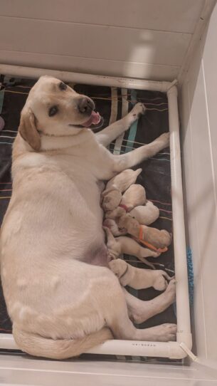 גורי לברדור מתועדים