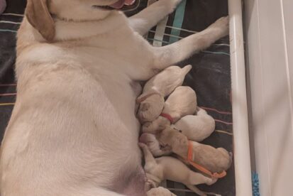 גורי לברדור מתועדים