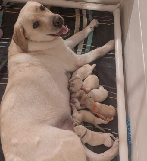 גורי לברדור מתועדים