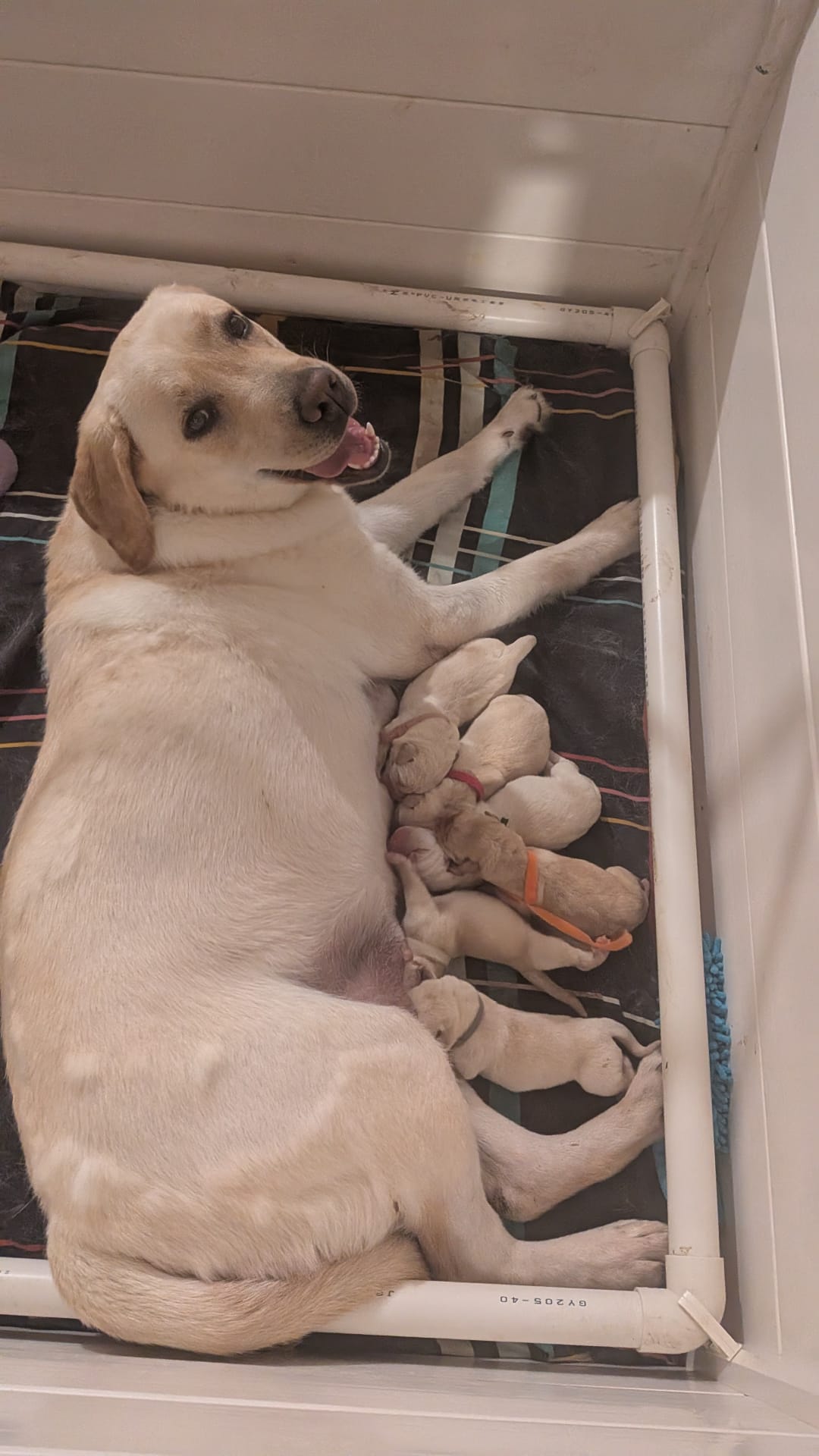 גורי לברדור מתועדים