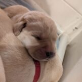 u3987-WhatsApp-Image-2026-04-06-at-10.56.24-AM