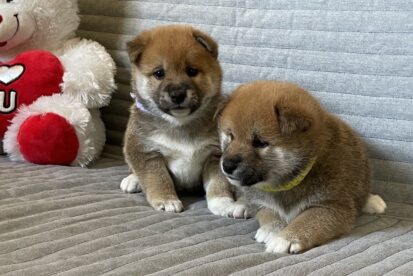 גורי שיבה אינו