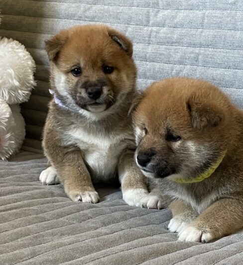 גורי שיבה אינו