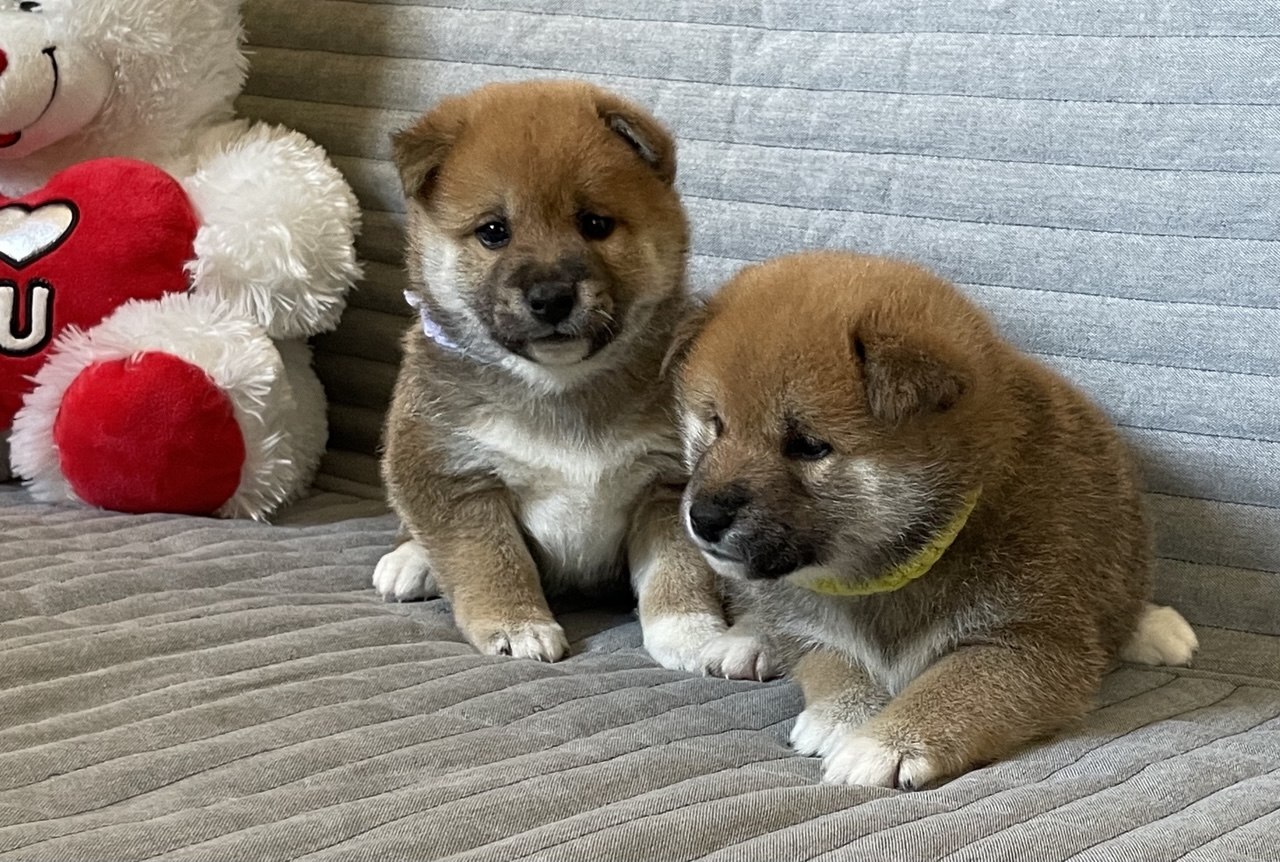 גורי שיבה אינו