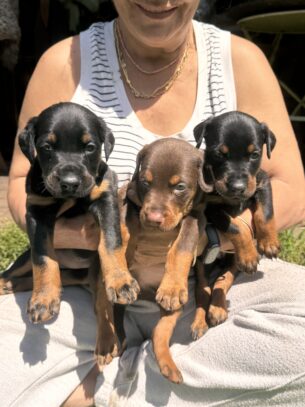 גורי דוברמן מדהימים