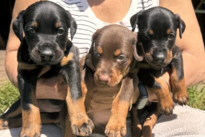 גורי דוברמן מדהימים